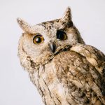 animal-animal-photography-avian-2474014