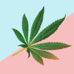 plant_de_cbd_indica_et_sativa