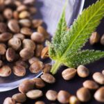 graines et feuille de cannabis
