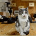 chat gris et blanc dans un refuge