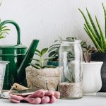 Collection of various cactus and succulent plants in different pots