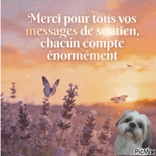 https://www.hebergeur-image.com/upload/90.11.150.26-6a2ae647b267a.gif